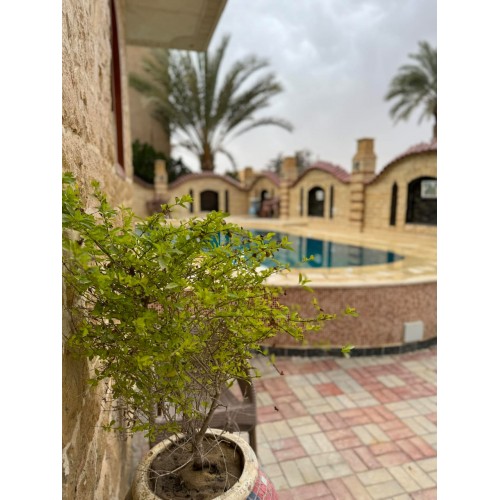 فيلا تونس